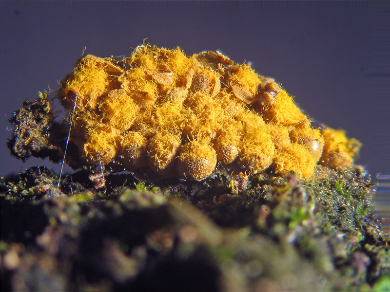 Mixomicete natalizio - Trichia scabra